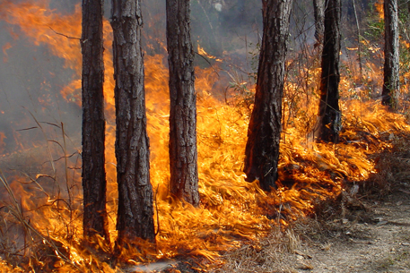 В Приамурье введен 4 уровень пожарной опасности