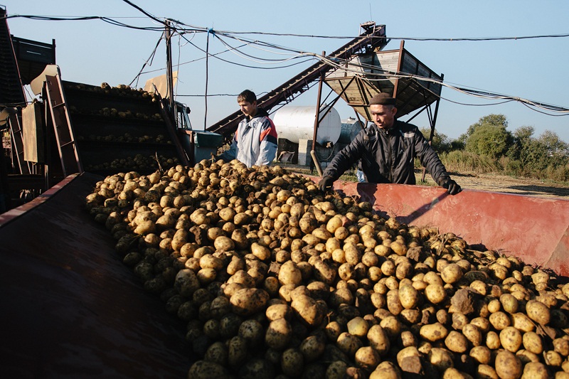 Фермерам Приамурья предлагают выпускать картофельные чипсы и хлопья для Китая