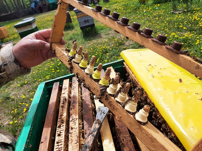 Право на защиту и на гектар: как в Приамурье помогают пчеловодам
