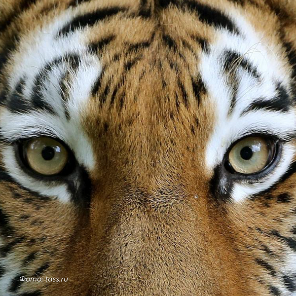 Принять участие в учете тигра могут жители Амурской области