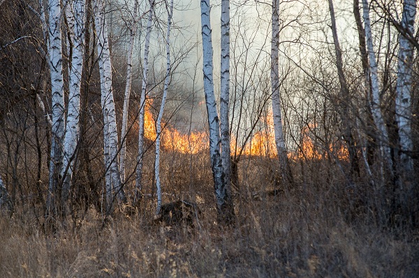 С июля в Приамурье заработают 25 комплексов для выявления лесных пожаров