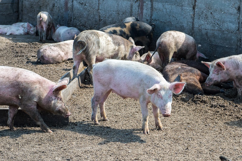 В Приамурье из-за вируса африканской чумы уничтожили 7 тысяч свиней