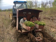 Тайга из теплицы: пять вопросов о восстановлении лесов в Амурской области