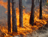 В Приамурье введен 4 уровень пожарной опасности