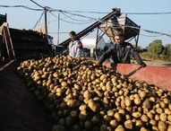 Фермерам Приамурья предлагают выпускать картофельные чипсы и хлопья для Китая