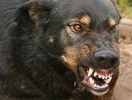 В Шимановске полицейские застрелили собаку, которая покусала женщину и напала на них