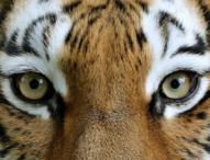 Принять участие в учете тигра могут жители Амурской области