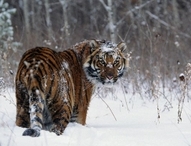 В Зейском районе замечен амурский тигр