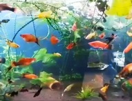 Аквариум в сердце дома:  хочу подарить детям подводный мир